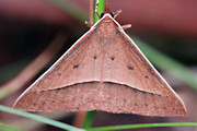 Epidesmia Moth (Epidesmia chilonaria) (Epidesmia chilonaria)